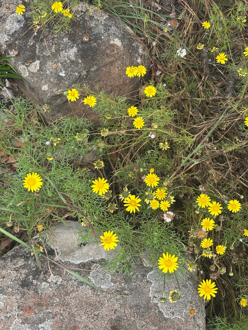 Ursinia nana subsp. leptophylla
