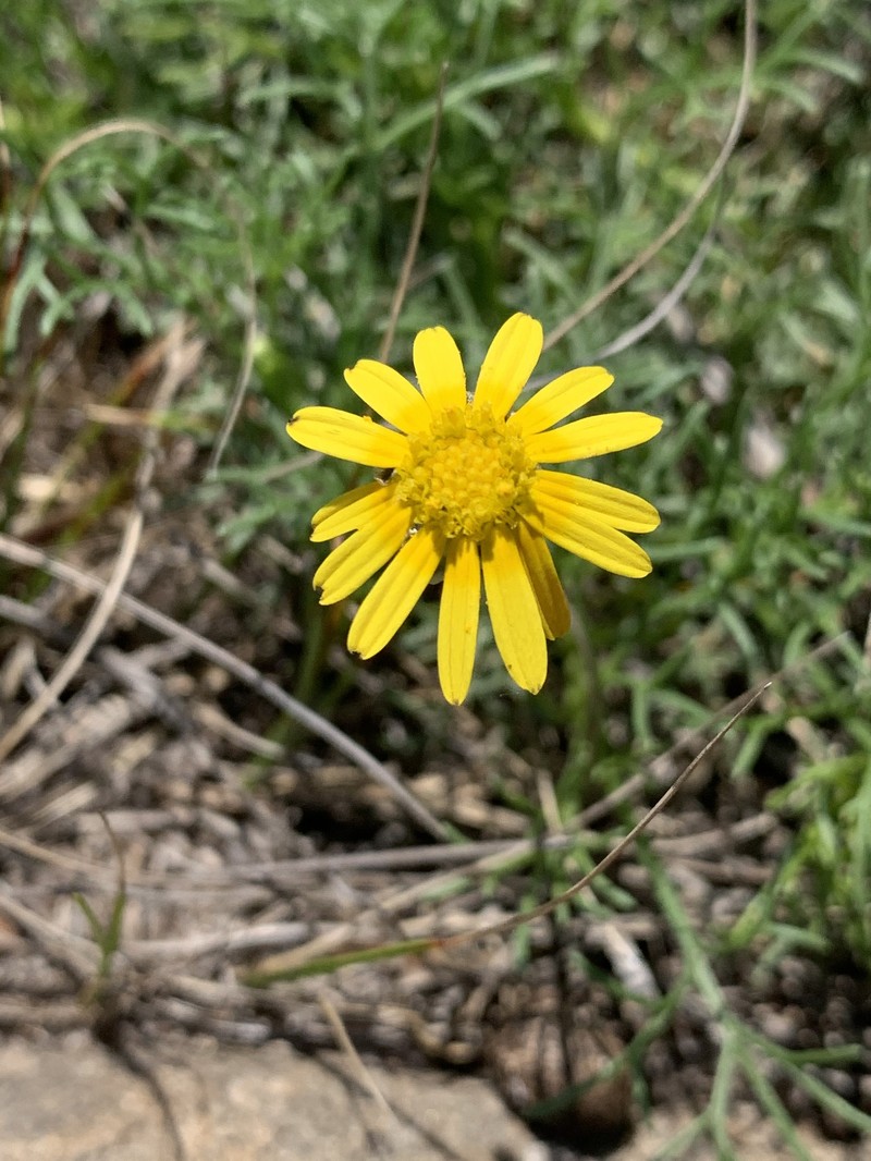 Ursinia nana subsp. leptophylla photo 2