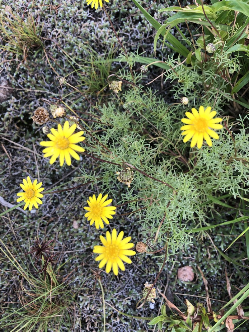 Ursinia nana subsp. leptophylla photo 3