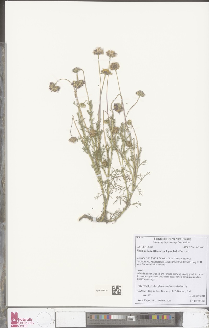 Ursinia nana subsp. leptophylla photo 4