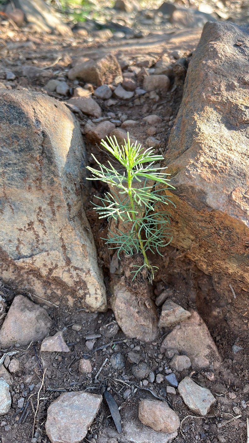 Ursinia nana subsp. nana