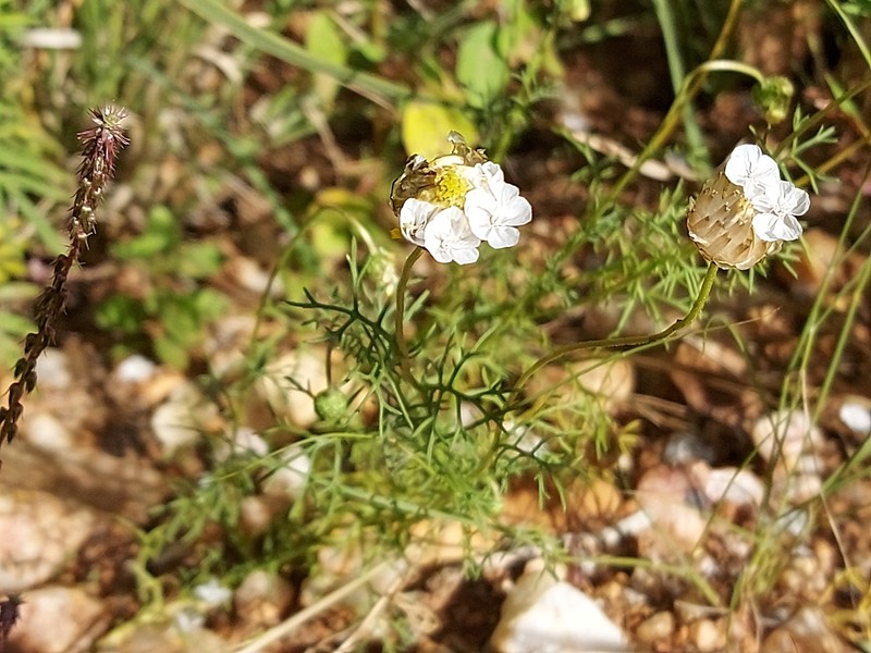 Ursinia nana subsp. nana photo 3