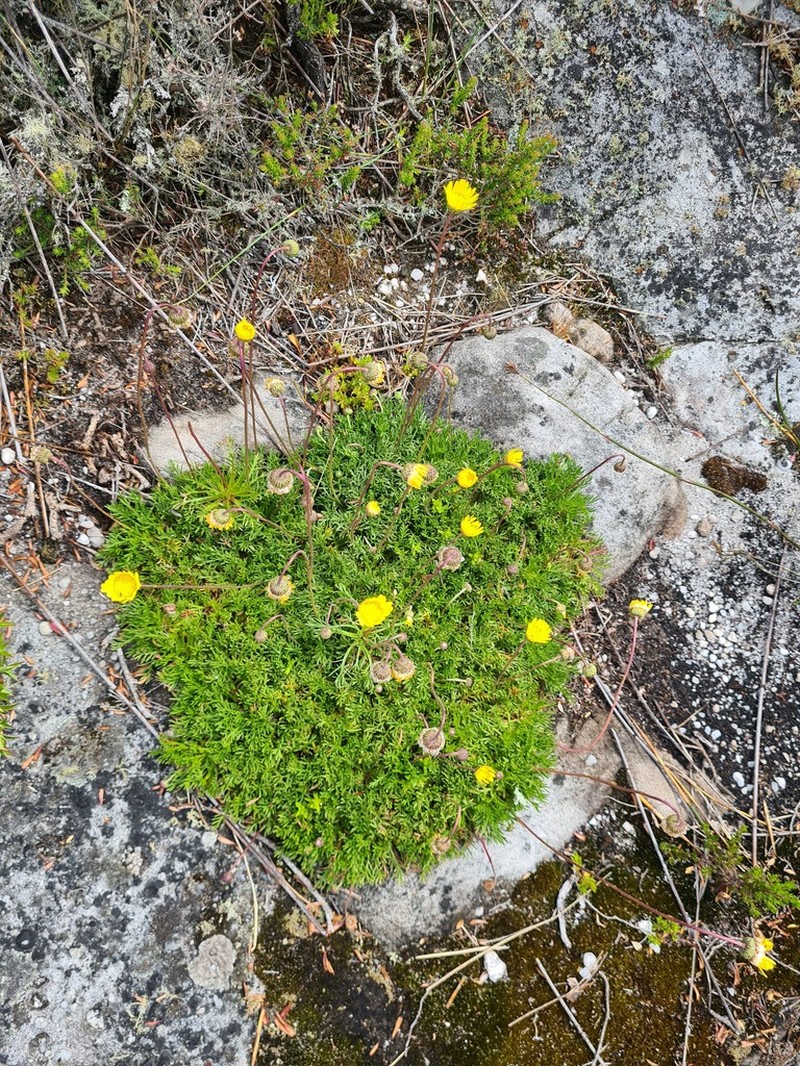 Ursinia nudicaulis