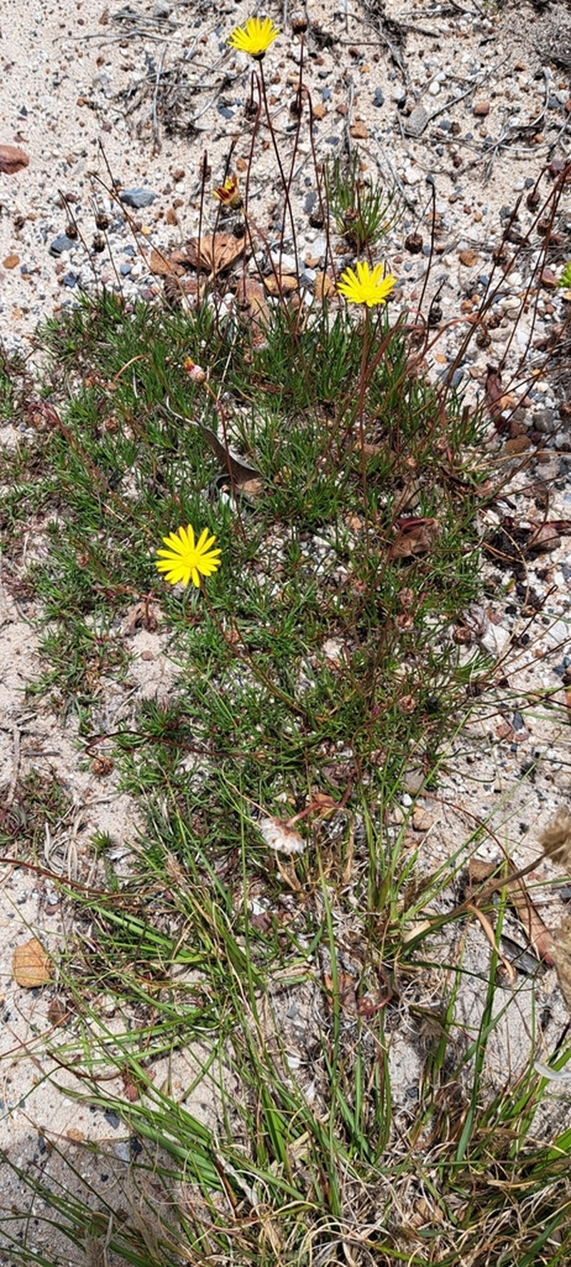 Ursinia nudicaulis photo 2