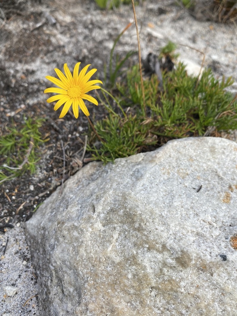 Ursinia nudicaulis photo 3