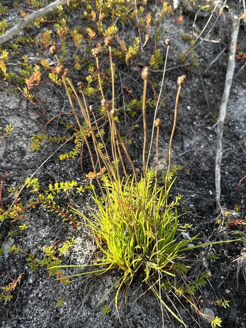 Ursinia nudicaulis photo 4