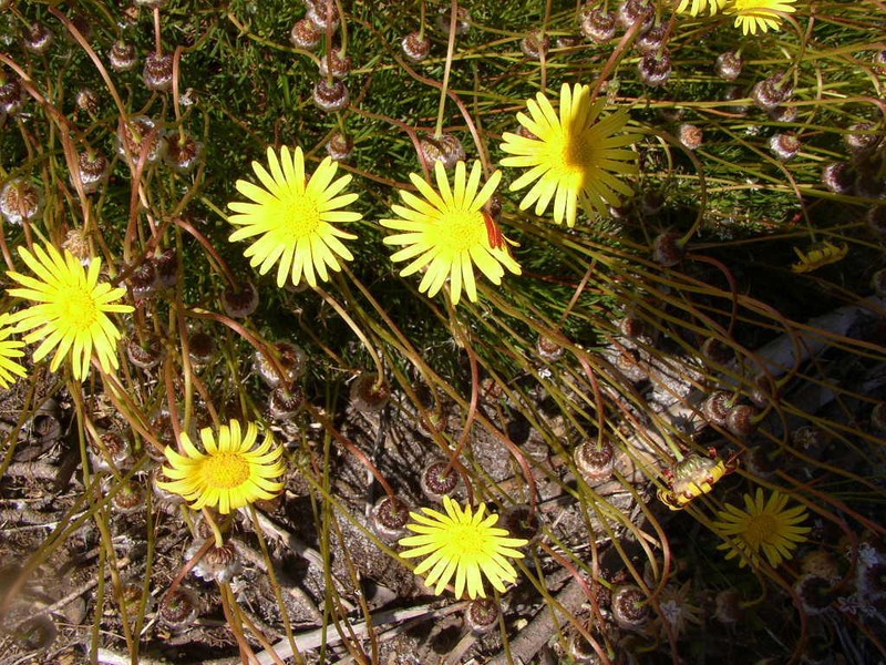 Ursinia nudicaulis photo 5