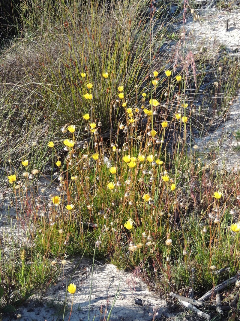 Ursinia nudicaulis photo 6