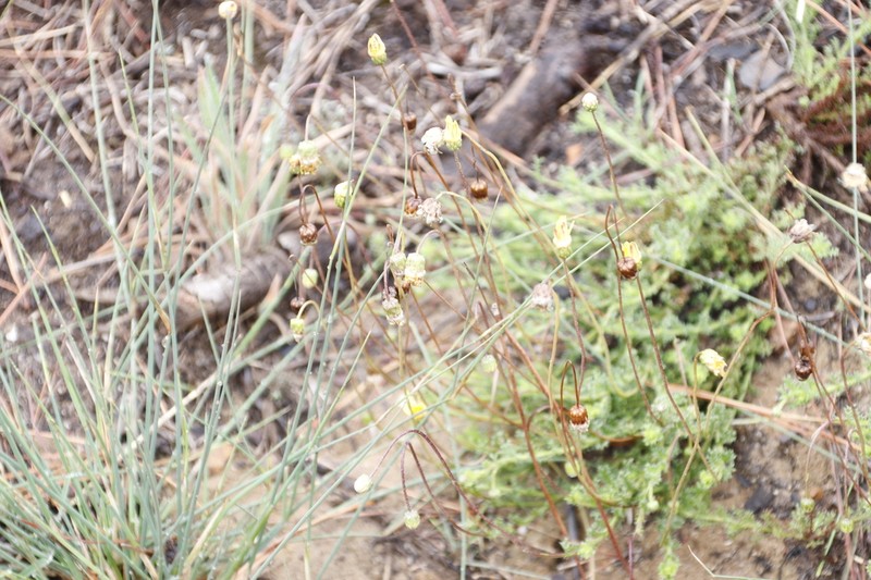 Ursinia nudicaulis photo 7