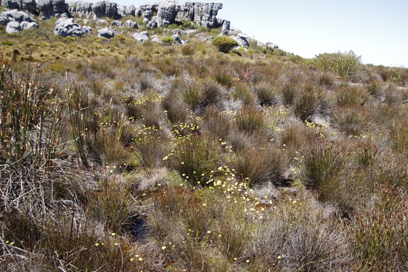 Ursinia nudicaulis photo 8