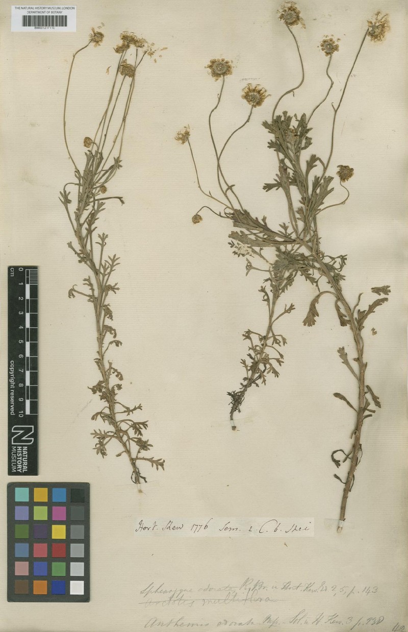 Ursinia odorata