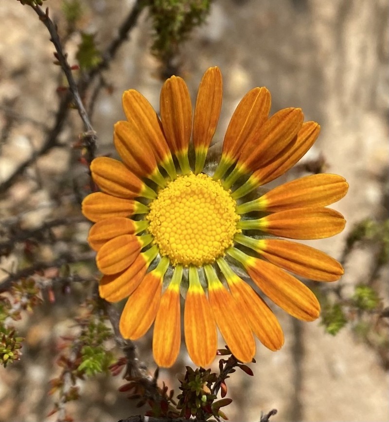 Ursinia oreogena