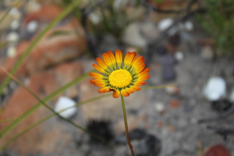 Ursinia oreogena photo 2