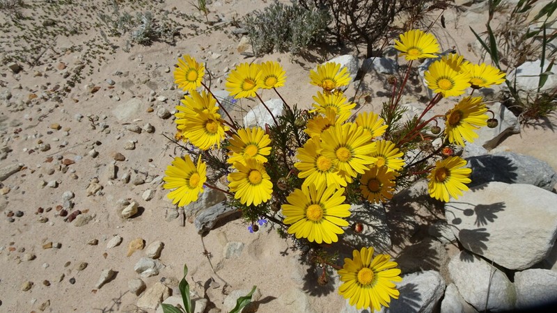 Ursinia oreogena photo 3