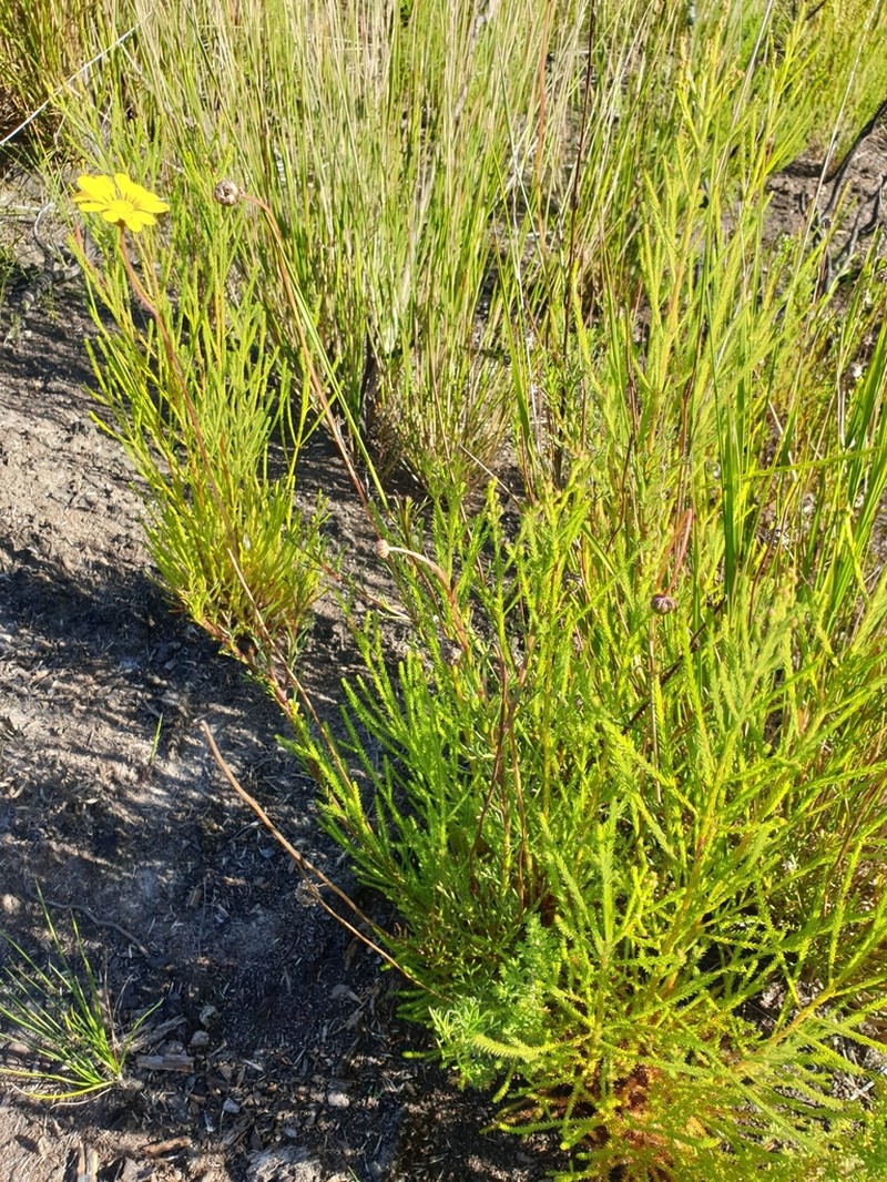 Ursinia oreogena photo 4