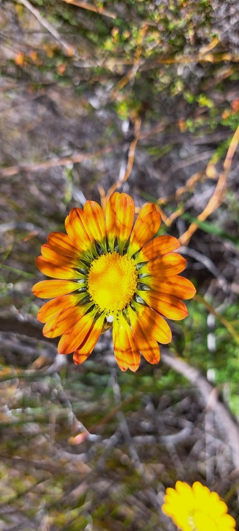 Ursinia oreogena photo 5
