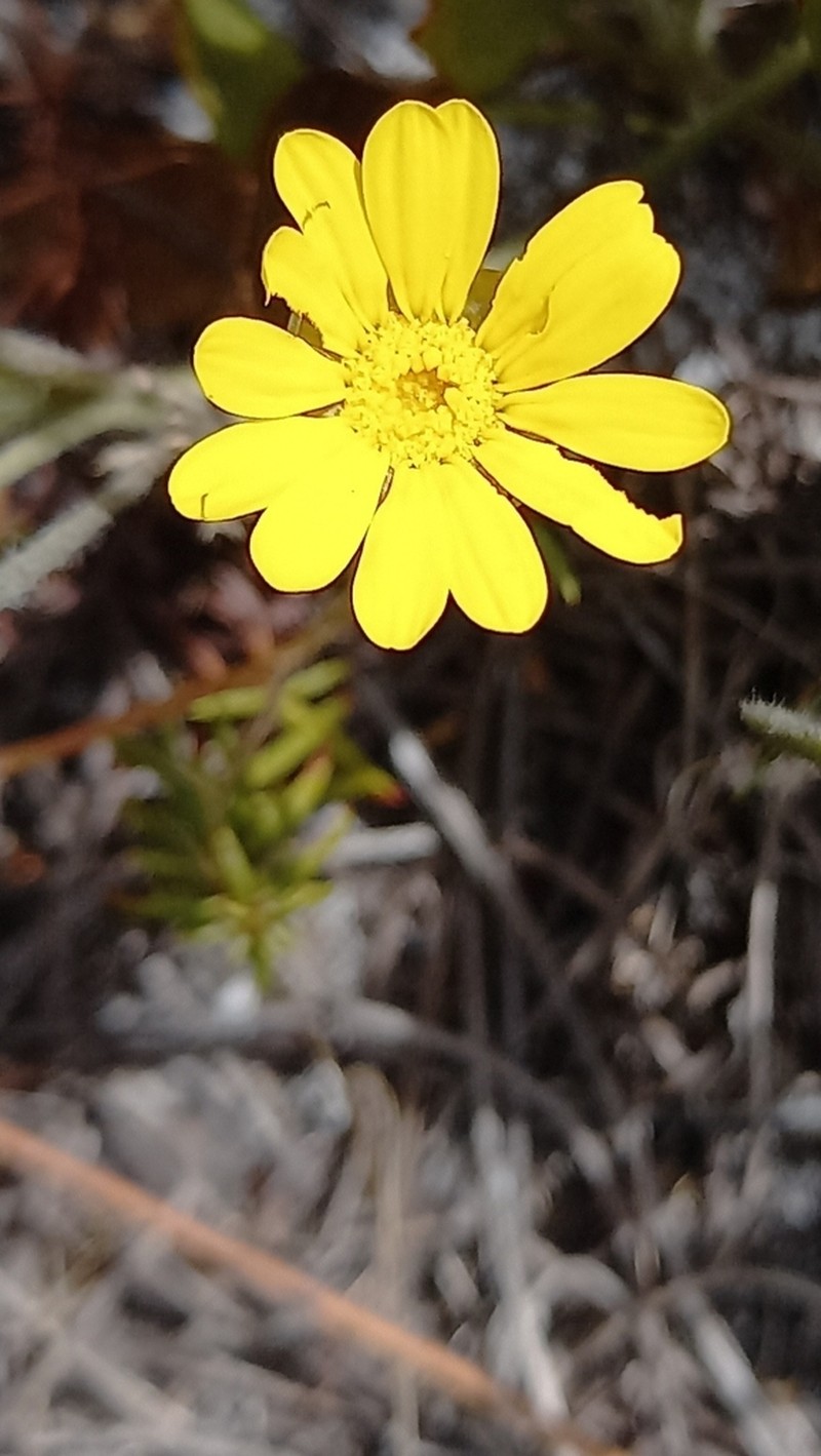 Ursinia oreogena photo 6