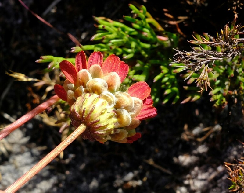 Ursinia oreogena photo 7