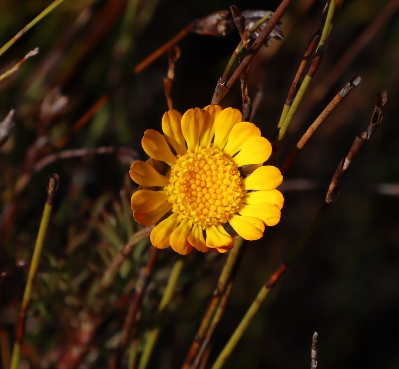 Ursinia oreogena photo 8