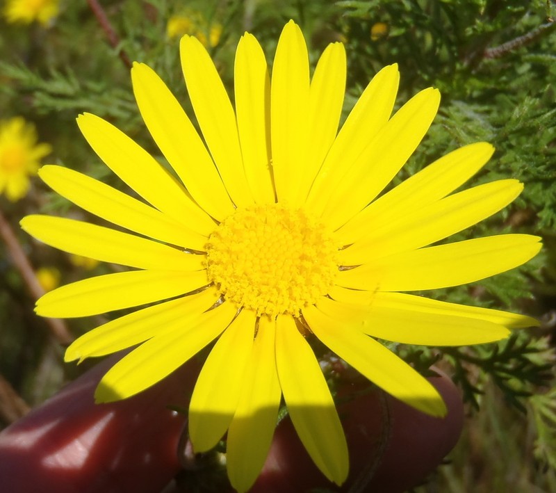 Ursinia paleacea