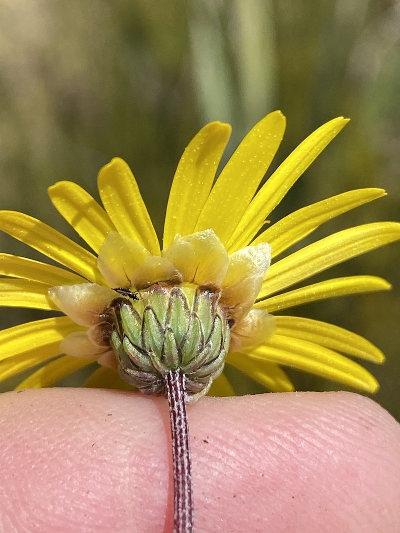 Ursinia paleacea photo 2