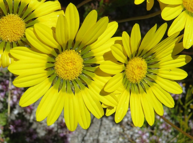 Ursinia paleacea photo 3