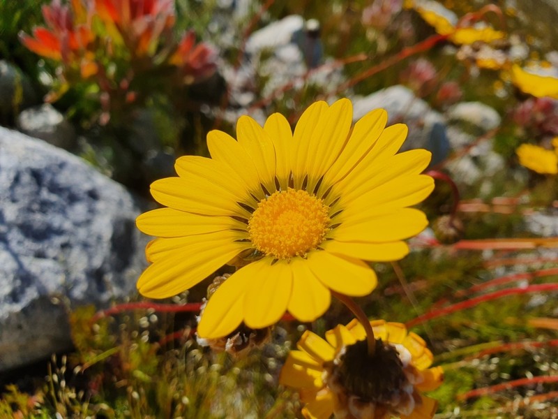 Ursinia paleacea photo 4