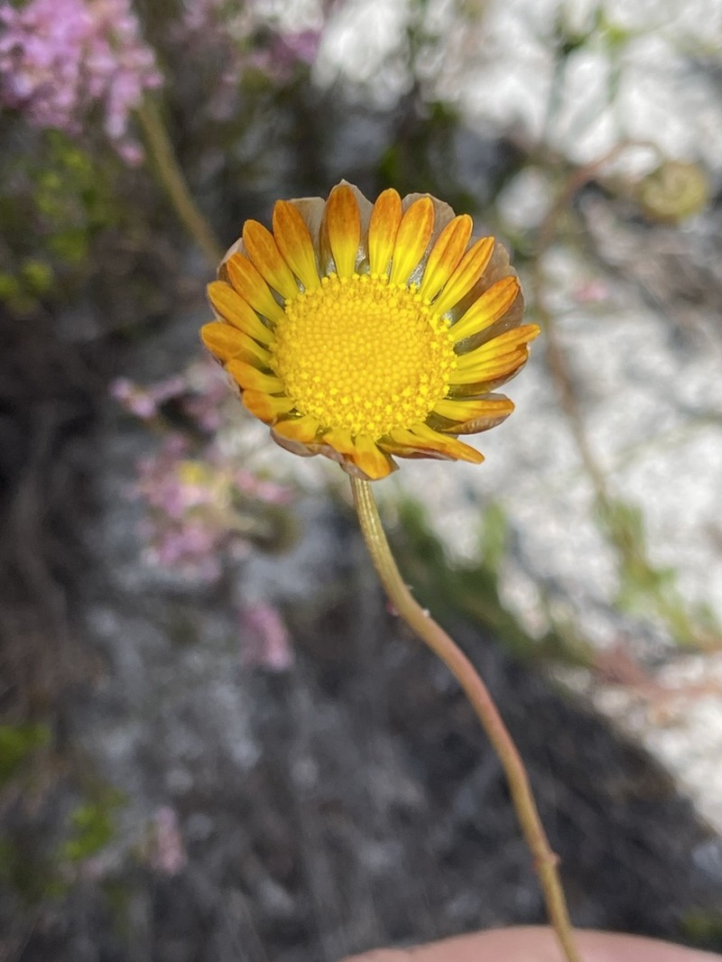 Ursinia paleacea photo 5