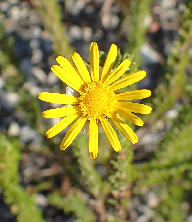 Ursinia paleacea photo 6