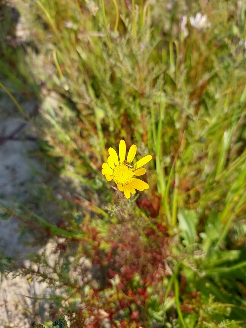 Ursinia paleacea photo 7