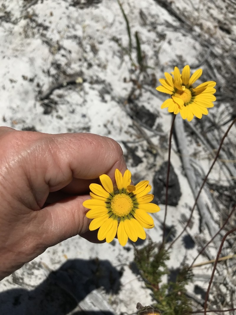 Ursinia paleacea photo 8