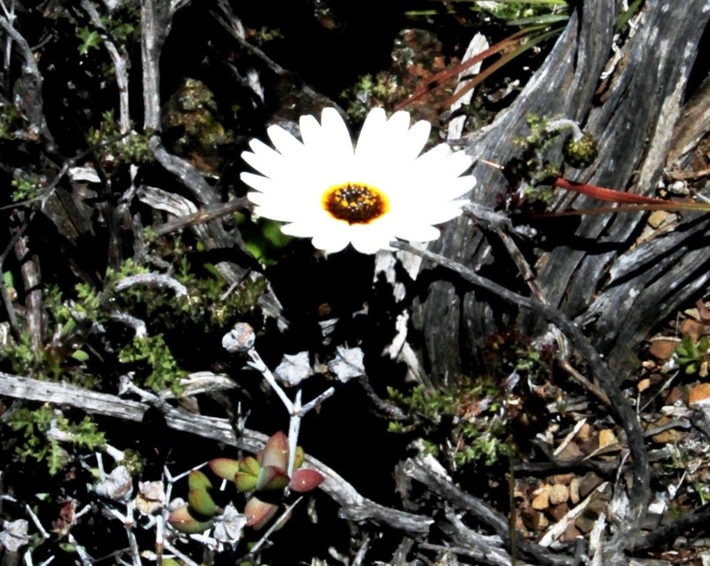 Ursinia pilifera photo 2