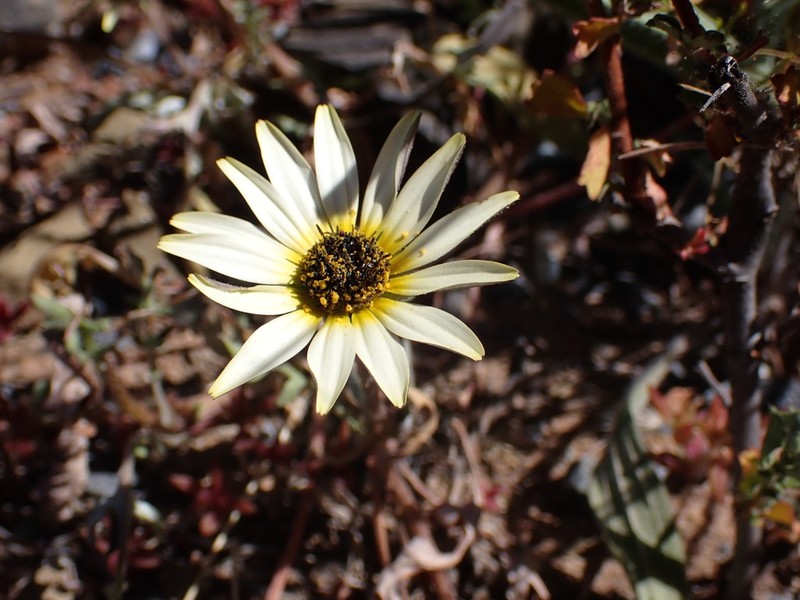 Ursinia pilifera photo 3