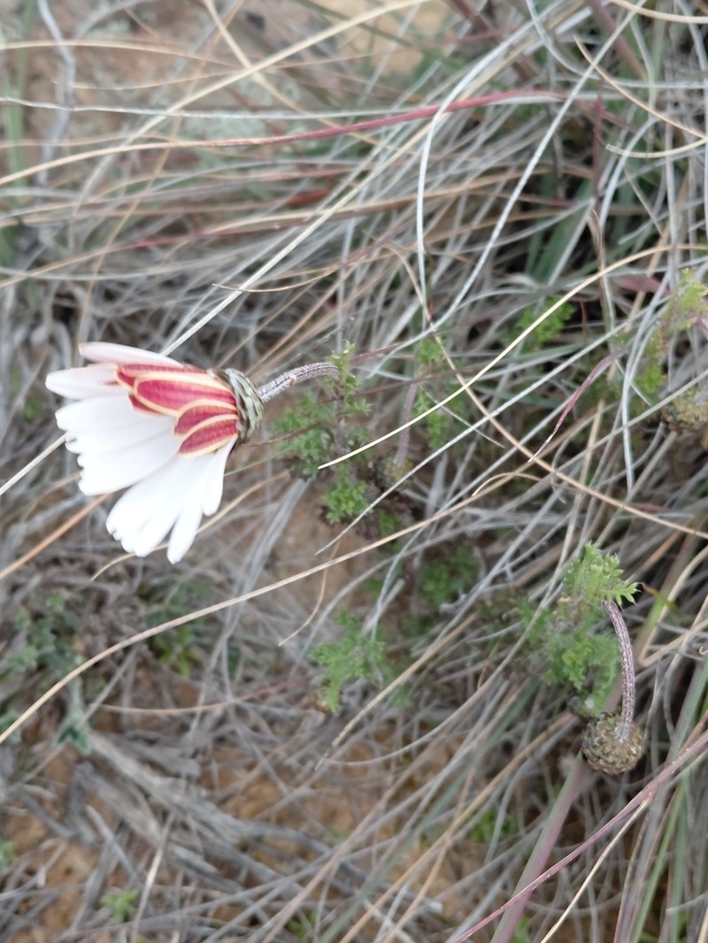Ursinia pilifera photo 4