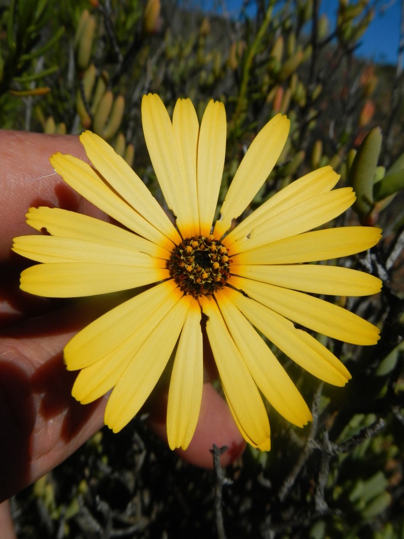 Ursinia pilifera photo 5