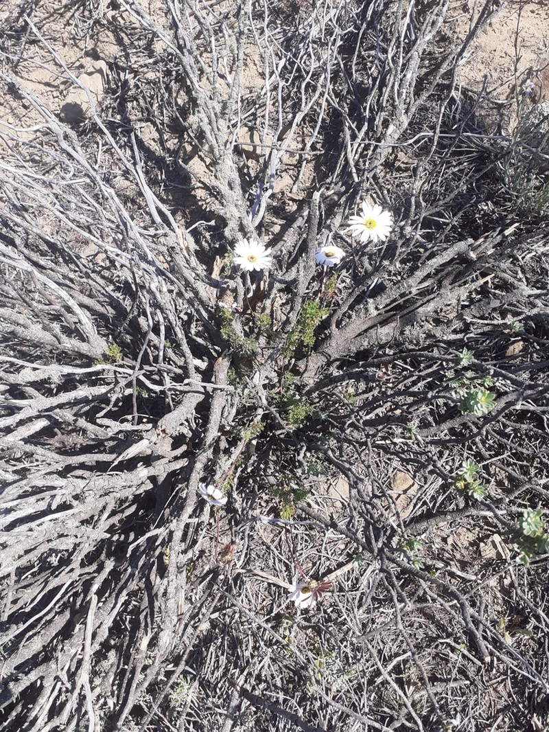 Ursinia pilifera photo 6