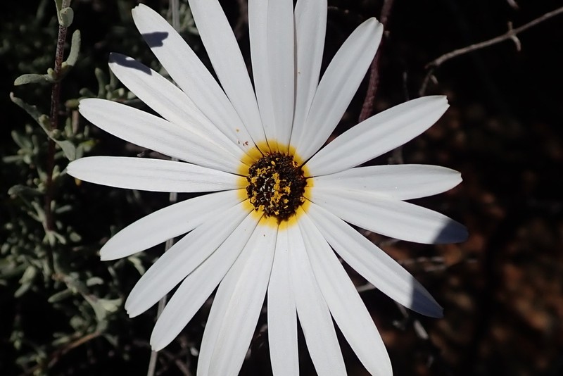 Ursinia pilifera photo 7