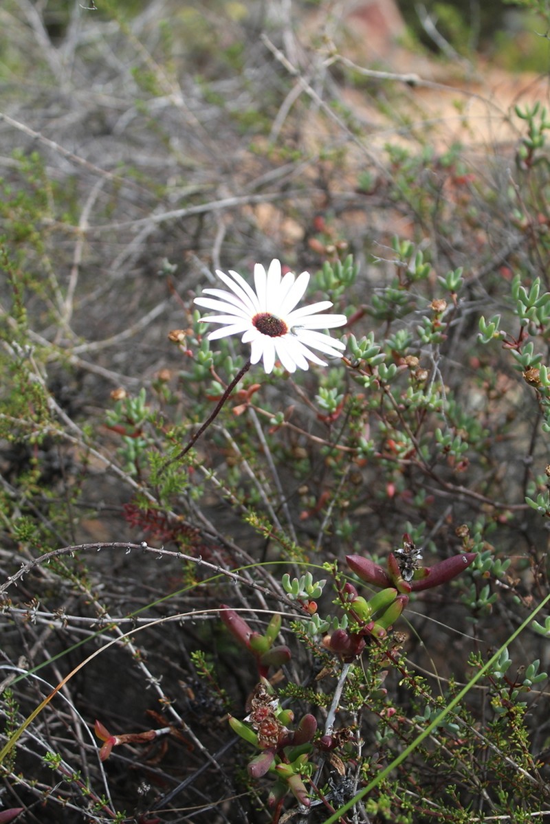 Ursinia pilifera photo 8