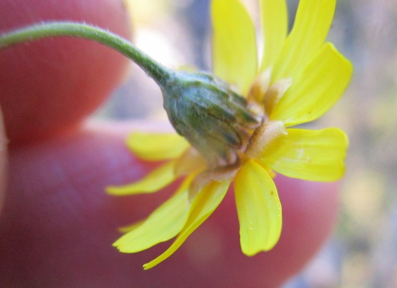 Ursinia pinnata