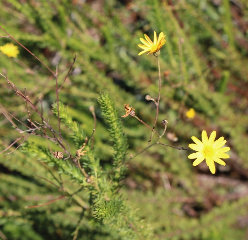 Ursinia pinnata photo 2