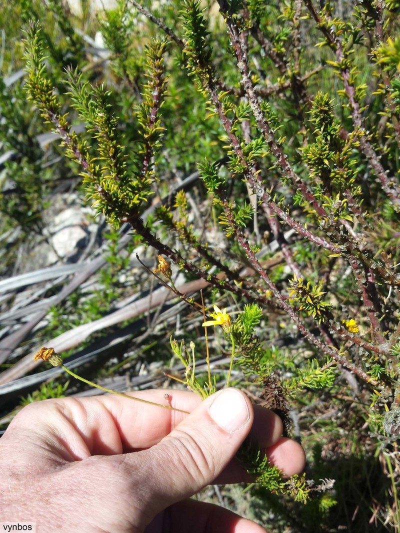 Ursinia pinnata photo 3