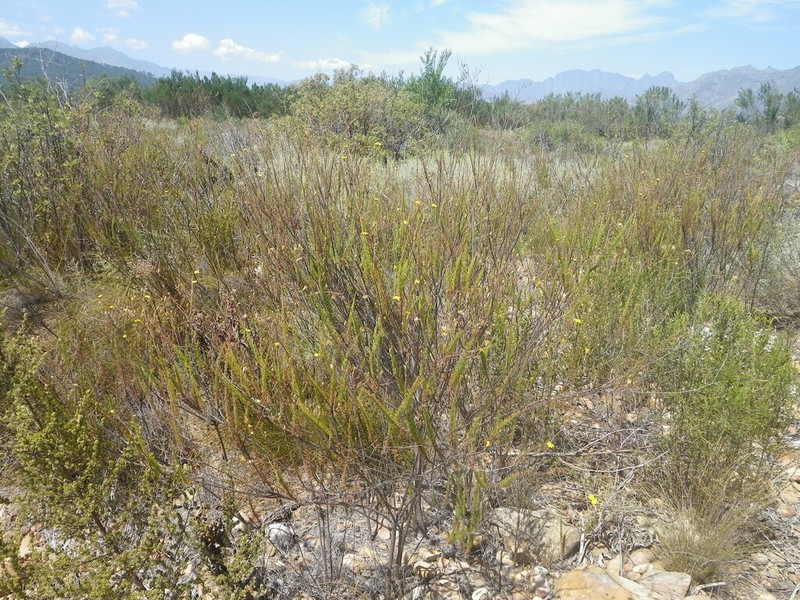 Ursinia pinnata photo 4