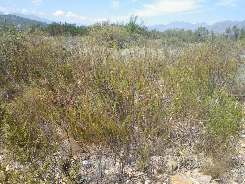 Ursinia pinnata photo 6