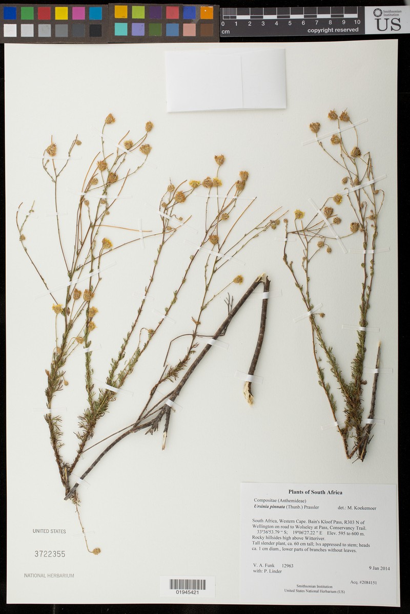Ursinia pinnata photo 7