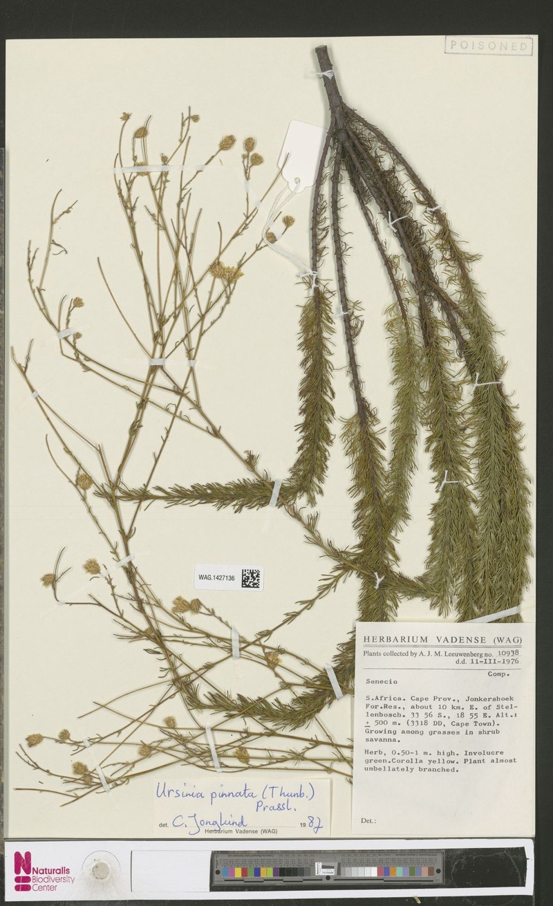 Ursinia pinnata photo 8