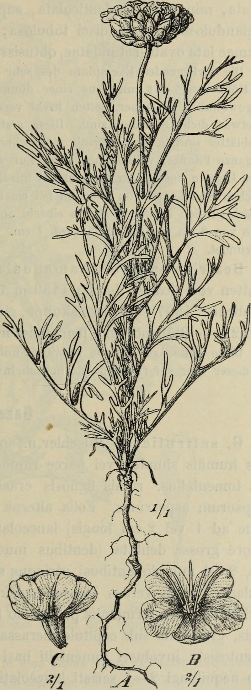 Ursinia punctata