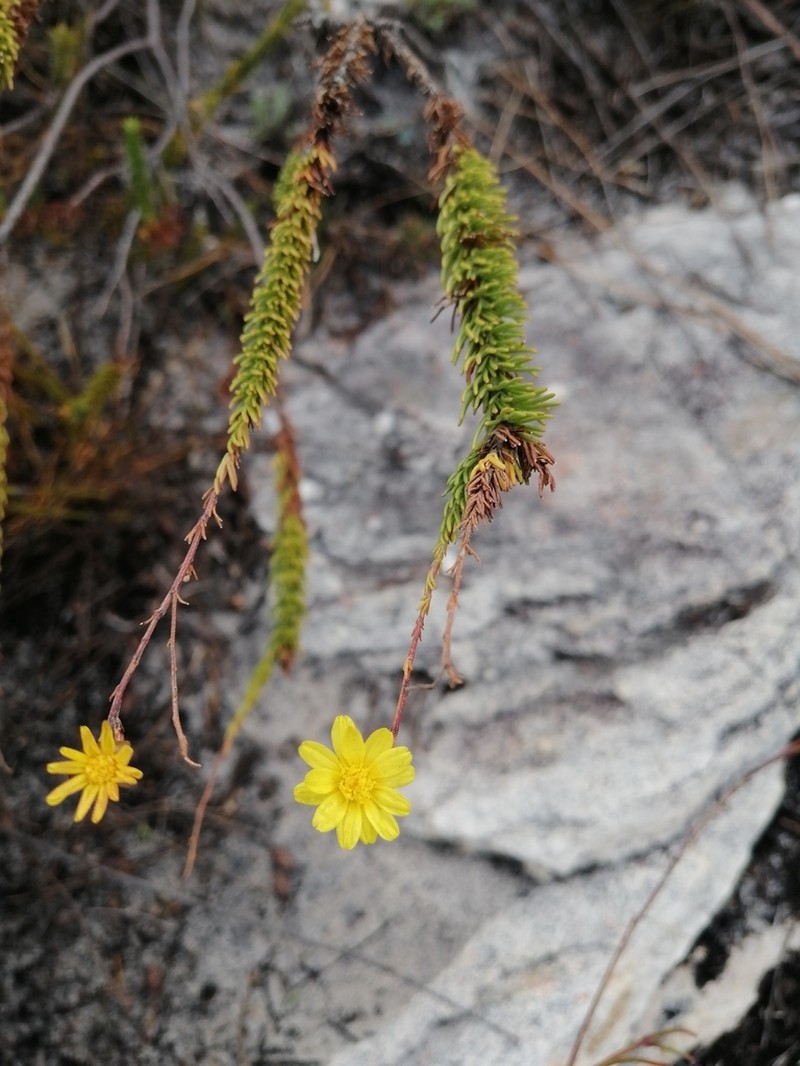 Ursinia punctata photo 2