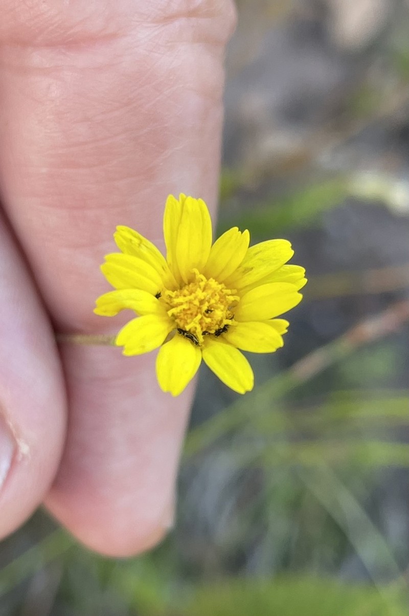 Ursinia punctata photo 3