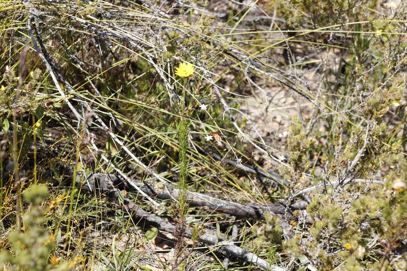 Ursinia punctata photo 4