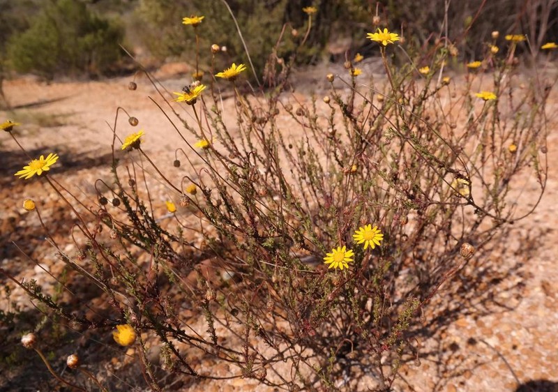 Ursinia punctata photo 5
